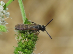 Colpa quinquecincta