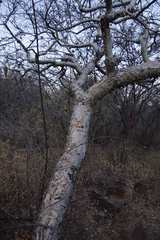 Commiphora