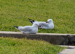 Chroicocephalus novaehollandiae