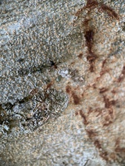 Epiplatea erosa