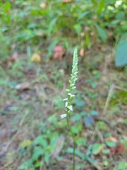 Spiranthes lacera gracilis