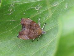 Choreutis nemorana