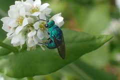 Chrysidini