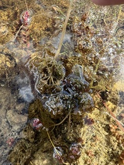 Utricularia purpurea