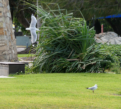 Chroicocephalus novaehollandiae