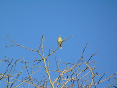 Treron australis