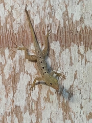 Anolis stratulus