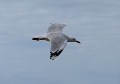 Chroicocephalus novaehollandiae