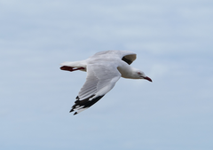 Chroicocephalus novaehollandiae