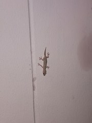 Hemidactylus platyurus