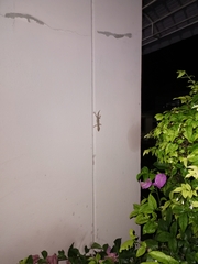 Hemidactylus platyurus