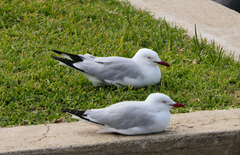 Chroicocephalus novaehollandiae