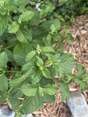 Achyranthes japonica