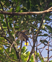 Cotinga cayana