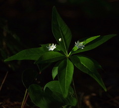 Lysimachia borealis