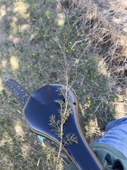 Matricaria chamomilla