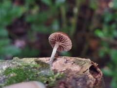 Deconica