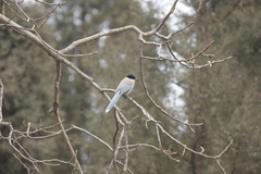 Cyanopica cyanus