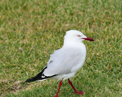 Chroicocephalus novaehollandiae