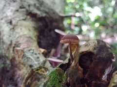 Deconica