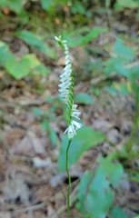 Spiranthes lacera gracilis