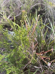 Leucopogon collinus