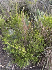 Leucopogon collinus