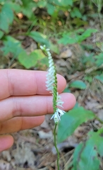 Spiranthes lacera gracilis