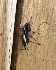 Roeseliana roeselii