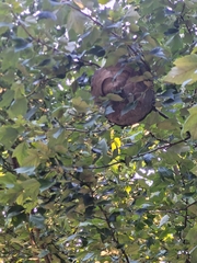 Dolichovespula maculata