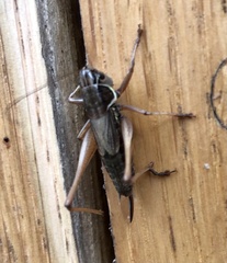 Roeseliana roeselii