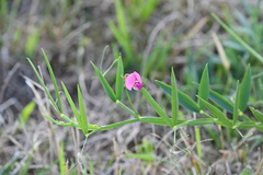 Lathyrus sylvestris