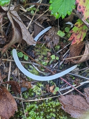 Clavaria fragilis