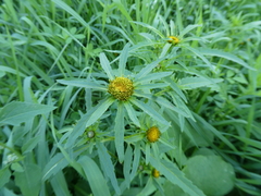 Bidens radiata