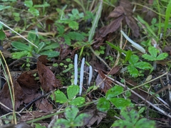 Clavaria fragilis