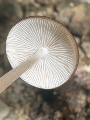 Radicatae