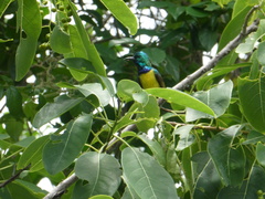 Nectariniidae