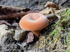 Lactifluus