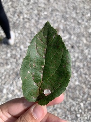 Malus sylvestris