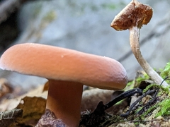 Lactifluus