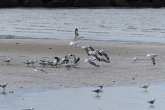 Chroicocephalus novaehollandiae