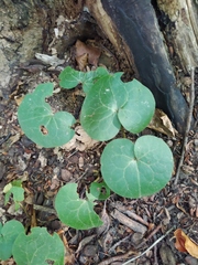 Asarum europaeum