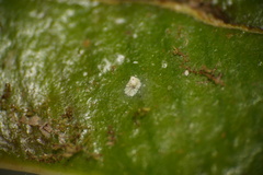 Lecanoromycetes