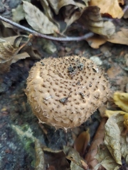 Echinoderma