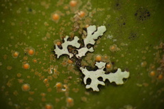 Lecanoromycetes