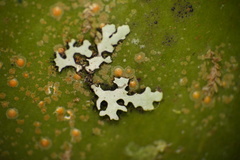 Lecanoromycetes