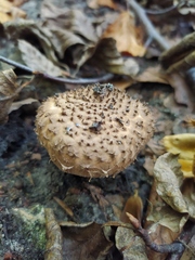 Echinoderma