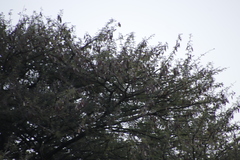 Image of Acacia luederitzii
