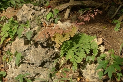 Adiantum tenerum