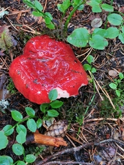 Russula rhodopus